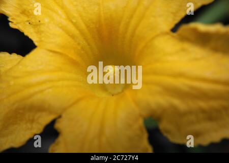 Fiore giallo di zucca brillante che cresce nel cortile. Foto Stock