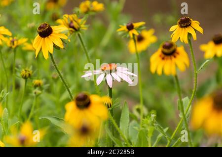 Primo piano di un fiore viola di Coneflower circondato da fiori selvatici gialli Black-Eyed Susan Foto Stock