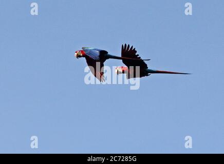 Macaw rosso-verde (Ara chloropterus) coppia in volo Inirida River, Inirida, Guainia, Colombia novembre Foto Stock