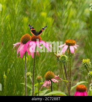 Red Ammiral Butterfly seduto su un fiore viola in un letto di fiori Foto Stock