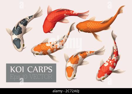 Set di carpe koi Illustrazione Vettoriale