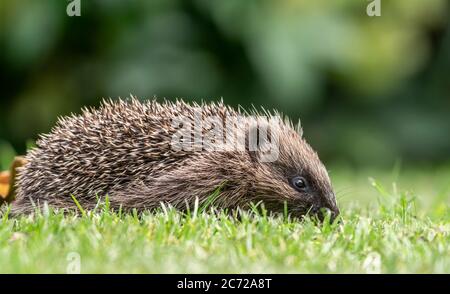 Ricovero del bambino salvato (Erinaceinae) su erba durante il giorno Foto Stock