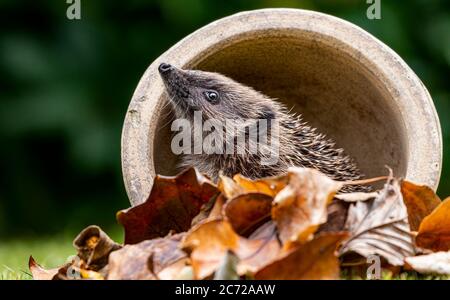 Ricovero del bambino salvato (Erinaceinae) su erba durante il giorno Foto Stock