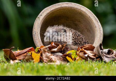 Ricovero del bambino salvato (Erinaceinae) su erba durante il giorno Foto Stock