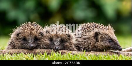 Ricovero del bambino salvato (Erinaceinae) su erba durante il giorno Foto Stock