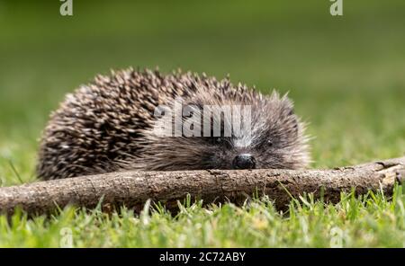 Ricovero del bambino salvato (Erinaceinae) su erba durante il giorno Foto Stock