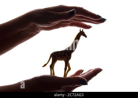 Mani della donna con una rara figura animale in pericolo - silhouette scura isolata, concetto di protezione degli animali dall'estinzione Foto Stock