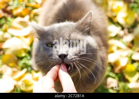 Bel gatto grigio britannico in natura, mangiare con le mani, ritratto all'aperto sullo sfondo di foglie caduti Foto Stock