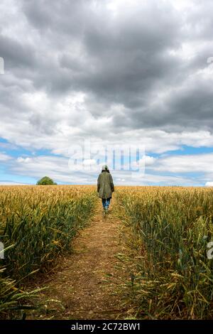 vista posteriore di una persona che cammina attraverso un campo di grano. Cielo drammatico. Foto Stock