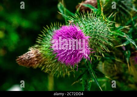 Il thistle fiorente nel parco Foto Stock