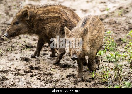 Piccoli cinghiali che giocano nel fango Foto Stock