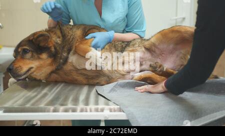 Cane di villaggio di cortile esaminato da un medico di clinica di veterinario. Foto Stock