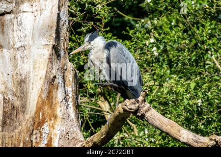 Lancaster Canal Lancashire, Regno Unito. 12 luglio 2020. Un airone grigio si siede in un albero al sole sulla riva del canale di Lancaster credito: PN News/Alamy Live News Foto Stock