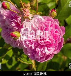 Rosa pallido di Rosa 'Harlow Carr' che cresce in un giardino. Foto Stock