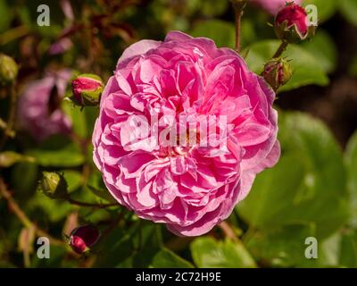 Rosa pallido di Rosa 'Harlow Carr' che cresce in un giardino. Foto Stock