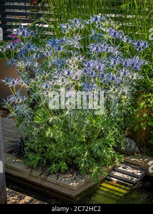 Fiori blu spiky di Eryngium che crescono in un giardino. Foto Stock