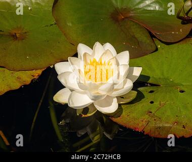 Primo piano di un giglio d'acqua bianco che galleggia sulla superficie di uno stagno. Foto Stock