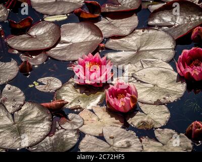 Gigli d'acqua rosa con foglie di rosso scuro che crescono in uno stagno. Foto Stock