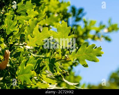 Foglie di quercia retroilluminate con cielo blu. Foto Stock