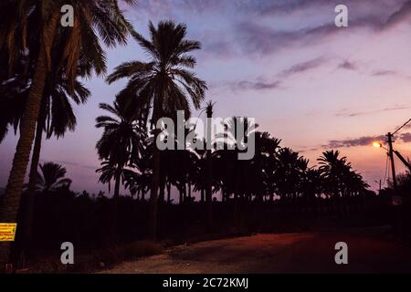 Palme sulla strada, Israele. Foto Stock