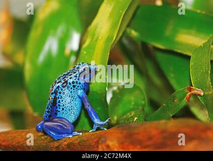 Blue poison dart frog Foto Stock