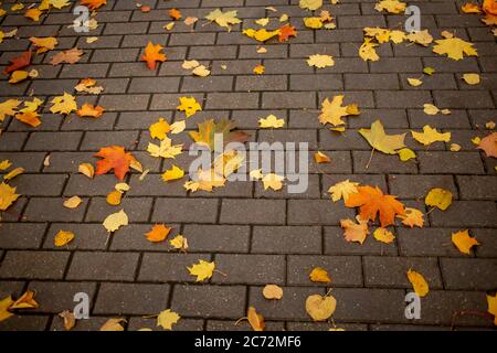trama, sfondo caduto giallo foglie di acero autunno giacciono su una piastrella di un percorso parco in un parco autunno in una giornata di sole Foto Stock