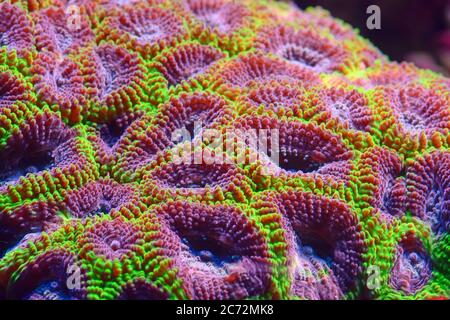 Corallo colorato sott'acqua Foto Stock