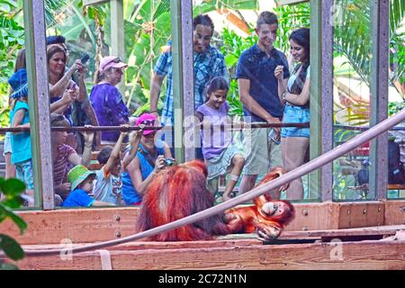 I visitatori che si divertono a Orangutan nello zoo Foto Stock