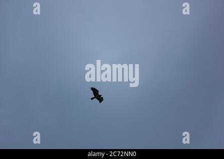 Flying Eagle con il cielo scuro Foto Stock