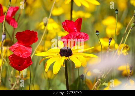 Primo piano di fiori gialli isolati di coneflower (rudbeckia) in campo di fiori selvatici. Sfondo sfocato con cuccioli di mais rosso (papaver) e anthemis. (fo Foto Stock