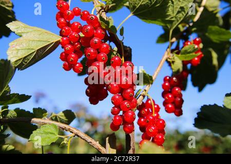 Primo piano di bacche d'oca (ribes rubrum) isolate e mature lucenti appese su Bush nella piantagione di frutta tedesca in estate - Germania Foto Stock
