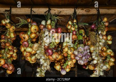 Vendemmia. Grappoli di aglio e cipolle sono asciugati in un fienile nel villaggio Foto Stock