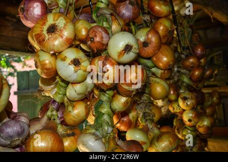 Vendemmia. Grappoli di aglio e cipolle sono asciugati in un fienile nel villaggio Foto Stock