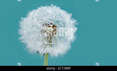 Gocce di rugiada bella su macro di semi di dente di leone. Splendido sfondo blu chiaro. Gocce d'acqua sul paracadute dente di leone. Spazio di copia. Shap circolare con messa a fuoco morbida Foto Stock