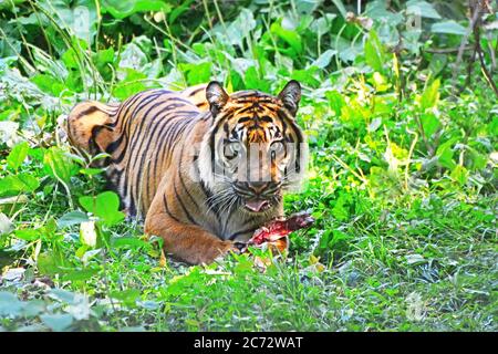 tiger siede e mangia nella foresta Foto Stock