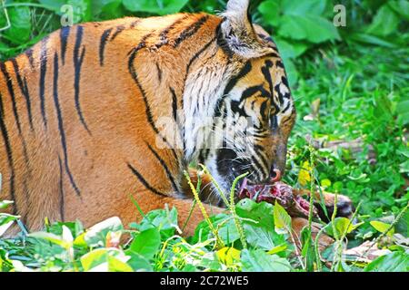 tiger siede e mangia nella foresta Foto Stock