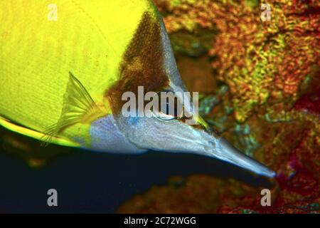 Pesce farfalla giallo a naso lungo (Forcipig flavissimus) Foto Stock