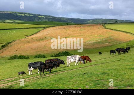 Bestiame Devon, Fattoria, campo agricolo, Agricoltura, animale, manzo, marrone, bestiame, mucca, Dartmoor, Inghilterra, erba, Erba Area, Dartmoor National Park Foto Stock