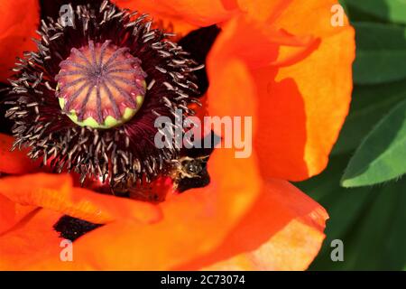 Un fiore rosso papavero con un bumblebee all'interno Foto Stock