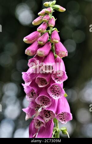 Un primo piano di un guanto di volpi rosa nella foresta Foto Stock