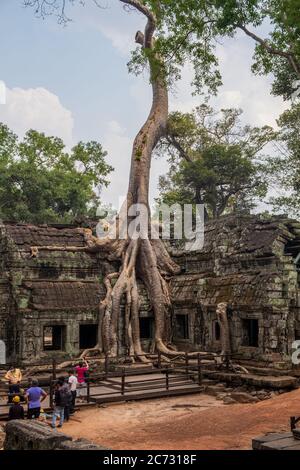 Ta Prohm tempio, Siem Reap, Cambogia Foto Stock