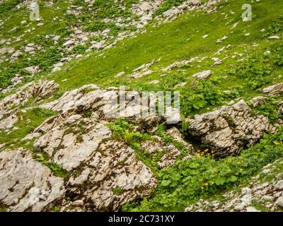 Fantastica escursione panoramica dal Nebelhorn lungo il Laufbacher Eck via Schneck, Hofats e Oytal Foto Stock