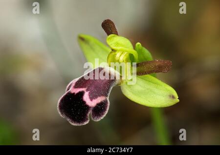 Vista prospettica di un singolo fiore dell'orchidea selvatica chiamato Omega Ophrys (Ophrys dyris aka Ophrys omegaifera subsp. Dyris) di macula rossa e marcare un Foto Stock