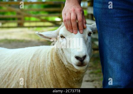 Ritratto di una pecora dopo il taglio dei capelli, che è stato nutrito in bottiglia come un bambino, e non ha paura della gente e allevato più come un animale domestico piuttosto che animale da fattoria Foto Stock