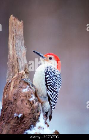 1990 PICCHIO ROSSO-BELLUTO MASCHIO MELAHERPES CAROLINUS ARROCCATO SU UN CEPPO DI ALBERO - 172859 ULR001 HARS VECCHIO STILE Foto Stock