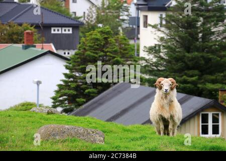 Una pecora faroese bianca maschile sulla collina di un quartiere residenziale con case sullo sfondo.Torshavn.Streymoy.Faroe Isole. Foto Stock