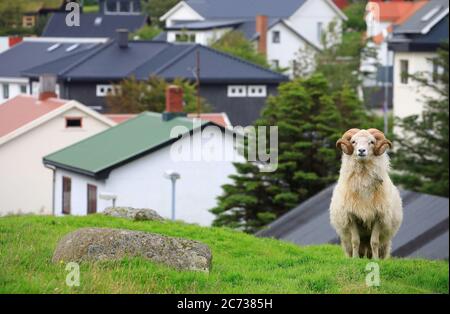 Una pecora faroese bianca maschile sulla collina di un quartiere residenziale con case sullo sfondo.Torshavn.Streymoy.Faroe Isole. Foto Stock