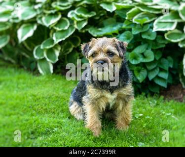 Giovane confine Terrier esterno in giardino. Foto Stock
