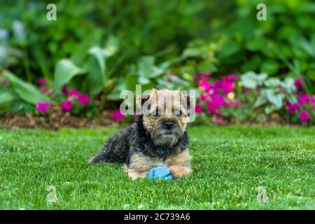 Giovane confine Terrier esterno in giardino. Foto Stock