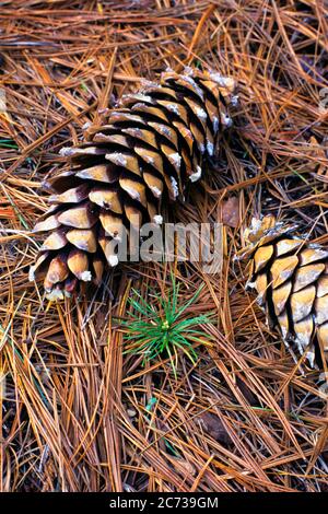 NOVANTA NUOVO ALBERO DI PINO VERDE GERMOGLIANTE IN CRESCITA TRA CONI DI PINO SU UN LETTO DI AGHI DI PINO - KT6949 LGA001 RIPRODUZIONE DI RINNOVAMENTO DI HARS Foto Stock